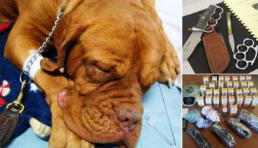 skilia katapinan narkotika