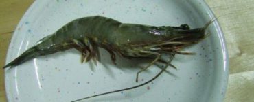 katharismos garidas