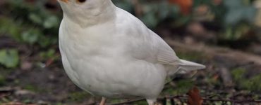 mavropouli2