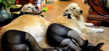 stin kina me kalson ta skilia 0