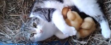 gata iothetei