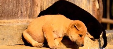 skilia pou nistazoun