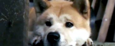 i istoria tou xatsiko