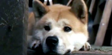 i istoria tou xatsiko