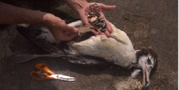 poulia paithenoun apo asitia